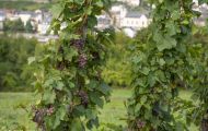 Wiesen & Felder, Weinreben - Weinreben Grün 02.JPG