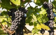 Wiesen & Felder, Weinreben - Weinreben Rot 09.JPG