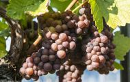 Wiesen & Felder, Weinreben - Weinreben Rot 20.JPG