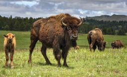 Der nordamerikanische Bison - Bisonfamilie mit Nachwuchs im Custer State Park