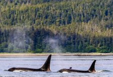 Wildlife in Alaska - Schwertwal