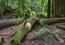 Vancouver Island - Perle im Kanadischen Westen - Mc. Millan Provicial Park, Regenwald Cathedral Grove