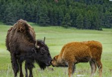 American Bison