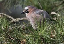 Gefiederte Freunde - Unsere heimischen Gartenvögel - Eichelhäher