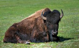 Der nordamerikanische Bison - Mächtiger Bison Bulle im Yellowstone National Park
