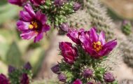 Agaven & Kakteen, Kakteen Violett - Baum-Feigenkaktus 02.JPG