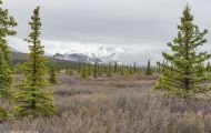 Alaska,Interior - Denali National Park 01.JPG