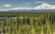 Alaska,Interior - Tok Cutoff Highway 03.JPG
