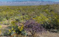 Arizona, Northcentral-Eastern - Tucson  Saguaro National Park, Rincon Mountain District 01.JPG