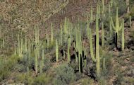 Arizona, Southeast - Tucson   Gates Pass Road 04.JPG