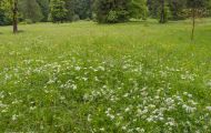Blumenwiese 17.JPG