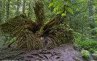 British Columbia, Vancouver Island - McMillan Provincial Park 03.JPG