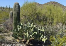 Flora und Fauna der Sonora Wüste - Saguaro National Park, Tucson Mountain District.JPG