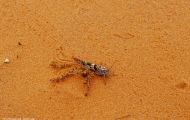 Fluginsekten, Neuflügler - Heuschrecken  Kurzfühlerschrecke_Trimerotropis pallidipennis_Pallid-Winged Grasshopper 01.JPG