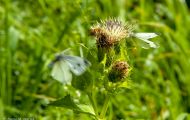 Fluginsekten, Neuflügler - Schmetterlinge  Zitronenfalter_Gonepteryx rhamni_Common Brimstone 07.JPG