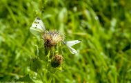 Fluginsekten, Neuflügler - Schmetterlinge  Zitronenfalter_Gonepteryx rhamni_Common Brimstone 10.JPG