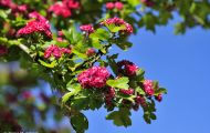 Gärten & Parks - Blumenbeete Bunte Mischung 01.JPG