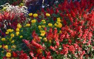 Gärten & Parks - Blumenbeete Bunte Mischung 02.JPG