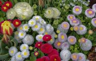 Gärten & Parks - Blumenbeete Bunte Mischung 04.JPG