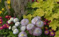 Gärten & Parks - Blumenbeete Bunte Mischung 35.JPG