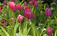 Gärten & Parks - Blumenbeete Bunte Mischung 39.JPG