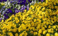 Gärten & Parks - Blumenbeete Bunte Mischung 49.JPG