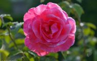 Gärten & Parks - Staudenpflanzen Rosen mit rosafarbenen Blüten 01.JPG