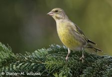 Heimische Gartenvögel - Grünfink.JPG