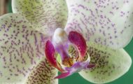 Orchidee Weiß 03.JPG