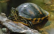 Reptilien, Schildkröten - Florida Schmuckschildkröte_Pseudemis floridana_Common Cooter 03.JPG