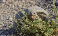 Reptilien, Schildkröten - Kalifornische Wüstenschildkröte_Gopherus agassizii_ Desert Tortoise 02.JPG