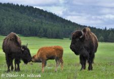 Tiere der Great Plains - Amerikanischer Bison.JPG