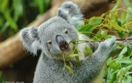 Tiere, Säugetiere - Beuteltiere  Koalabär_Phascolarctos cinereus_Koala bear 03.JPG