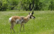 Tiere, Säugetiere - Huftiere   Gabelbock_Antilocapra americana_Pronghorn Antelope 09.JPG