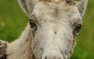 Tiere, Säugetiere - Huftiere  Dickhornschafwidder_Ovis canadensis_Bighorn Sheep 08.JPG