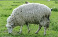 Tiere, Säugetiere - Huftiere  Hausschaf_Ovis orientalis aries_Domestic Sheep 04.JPG
