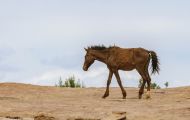 Tiere, Säugetiere - Huftiere  Wildpferde_Wildpferd_Mustang 03.JPG