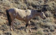 Tiere, Säugetiere - Huftiere  Wildpferde_Wildpferd_Mustang 08.JPG
