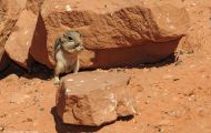 Tiere, Säugetiere - Nagetiere  Weißschwanz-Antilopenziesel_Ammospermophilus leucurus 01.JPG