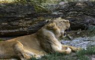 Tiere, Säugetiere - Raubtiere  Asiatischer Löwe_Panthera leo persica_Asiatic Lion 06.JPG
