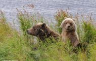 Tiere, Säugetiere - Raubtiere  Braunbär_Ursus arctos_Brown (Grizzly) Bear 06.JPG