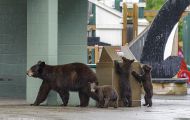 Tiere, Säugetiere - Raubtiere  Braunbär_Ursus arctos_Brown (Grizzly) Bear 12.JPG
