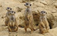 Tiere, Säugetiere - Raubtiere  Erdmännchen_Suricata suricatta_Meerkat 01.JPG