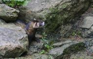 Tiere, Säugetiere - Raubtiere  Frettchen_Mustela putorius furo_Ferret 03.JPG