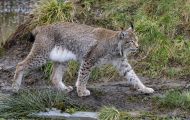 Tiere, Säugetiere - Raubtiere  Luchs_Lynx lynx_Lynx 02.JPG