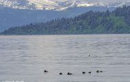 Tiere, Säugetiere - Raubtiere  Seeotter_Enhydra lutris_Sea Otter 04.JPG