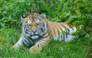 Tiere, Säugetiere - Raubtiere  Sibirischer Tiger_Panthera tigris altaica_Siberian Tiger 01.JPG