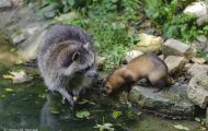 Tiere, Säugetiere - Raubtiere  Waschbär_Procyon lotor_Raccoon 08.JPG