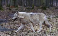 Tiere, Säugetiere - Raubtiere  Wolf_Canis lupus_Gray Wolf 03.JPG