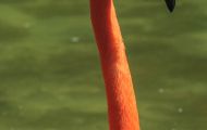 Tiere, Vögel - Flamingos  Orangenflamingo_aurantiaco phoenicopteris_Orange Flamingos 04.JPG